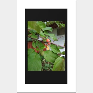 Young Crab Apple Posters and Art